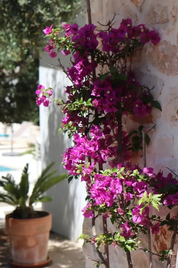 Soulbird Reset Retreat Puglia, Italy | 12–18 July 2025