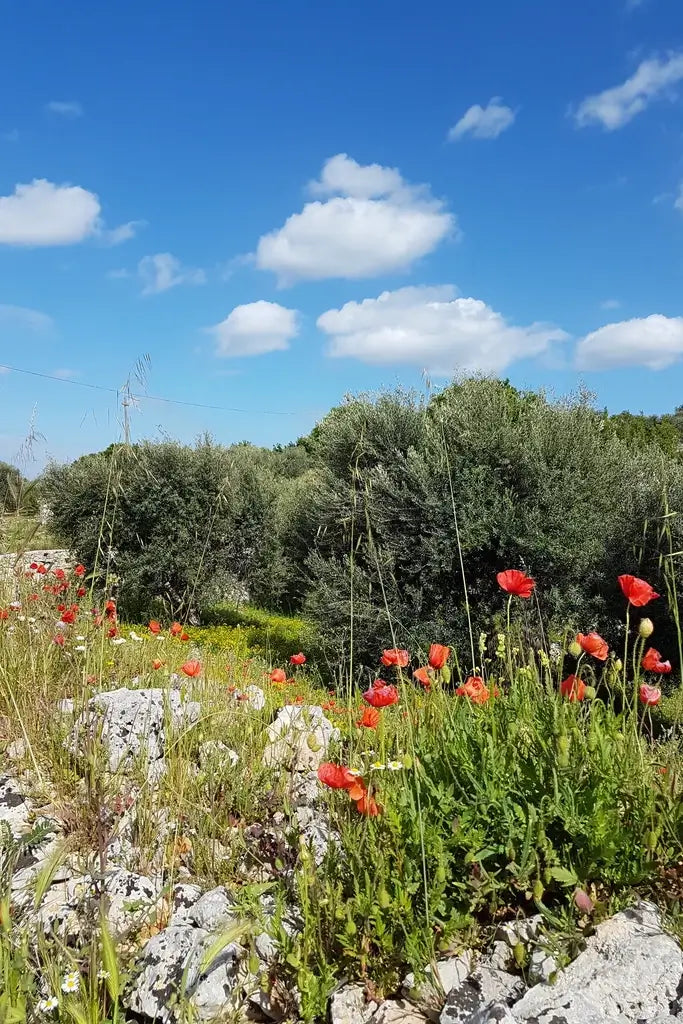 Soulbird Reset Retreat Puglia, Italy | 12–18 July 2025